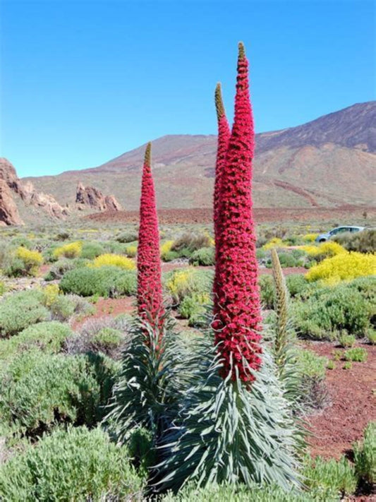Tower Of Jewels Live 3" Plant Starter -  Echium Wildpretii - Super Pollinator Flowering Tower Of Crimson Blooms!