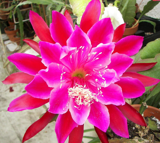 Epiphyllum Hybrid 'Vern Hettinger' In 3" Starter Pot - Fully-Rooted