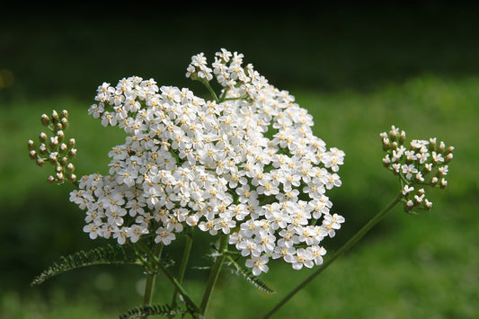 Yarrow Starter Plant - Achillea millefolium - Official Yarrow - Pollinator Magnet! No Shipping To Cailifornia Or Arizona!
