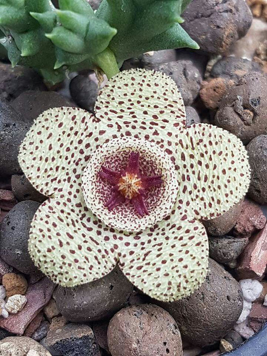 Orbea Pulchella 3.5 Inch Potted Plant WELL ROOTED