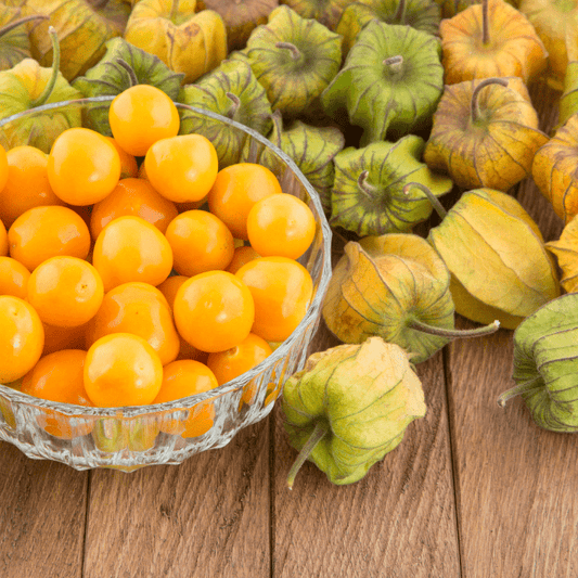 Cape Gooseberry Starter Plant - Physalis Peruviana Peruvian Ground Cherry