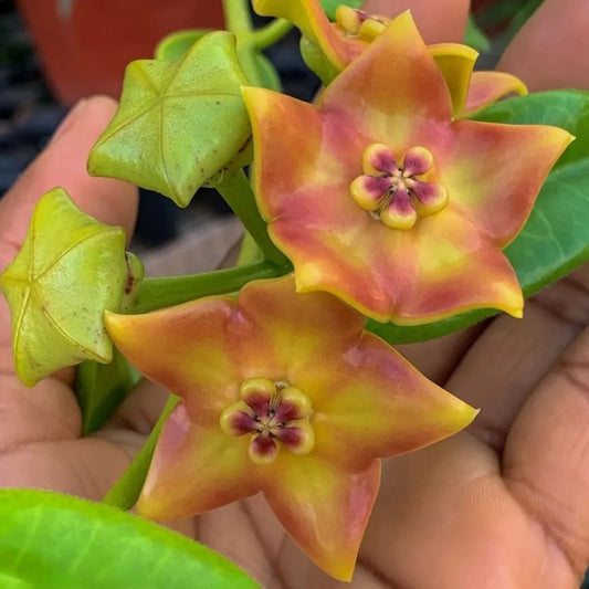 Hoya Ruthie Fully Rooted Grown In 3.5" pot - Eriostemma