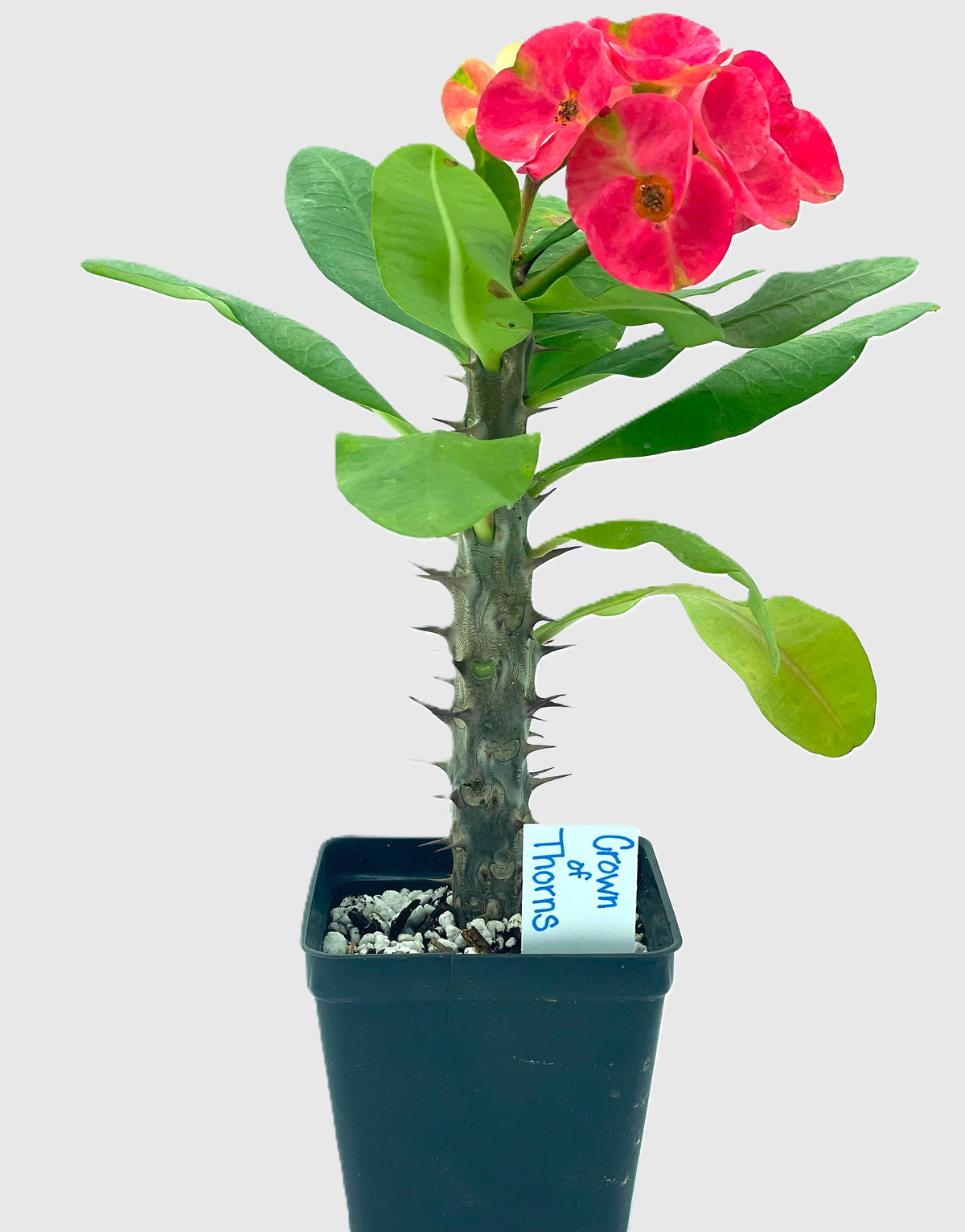 Crown Of Thorns Red Millionaire- In 3.5" Pot- Korean Hybrid- Blooms a lot!