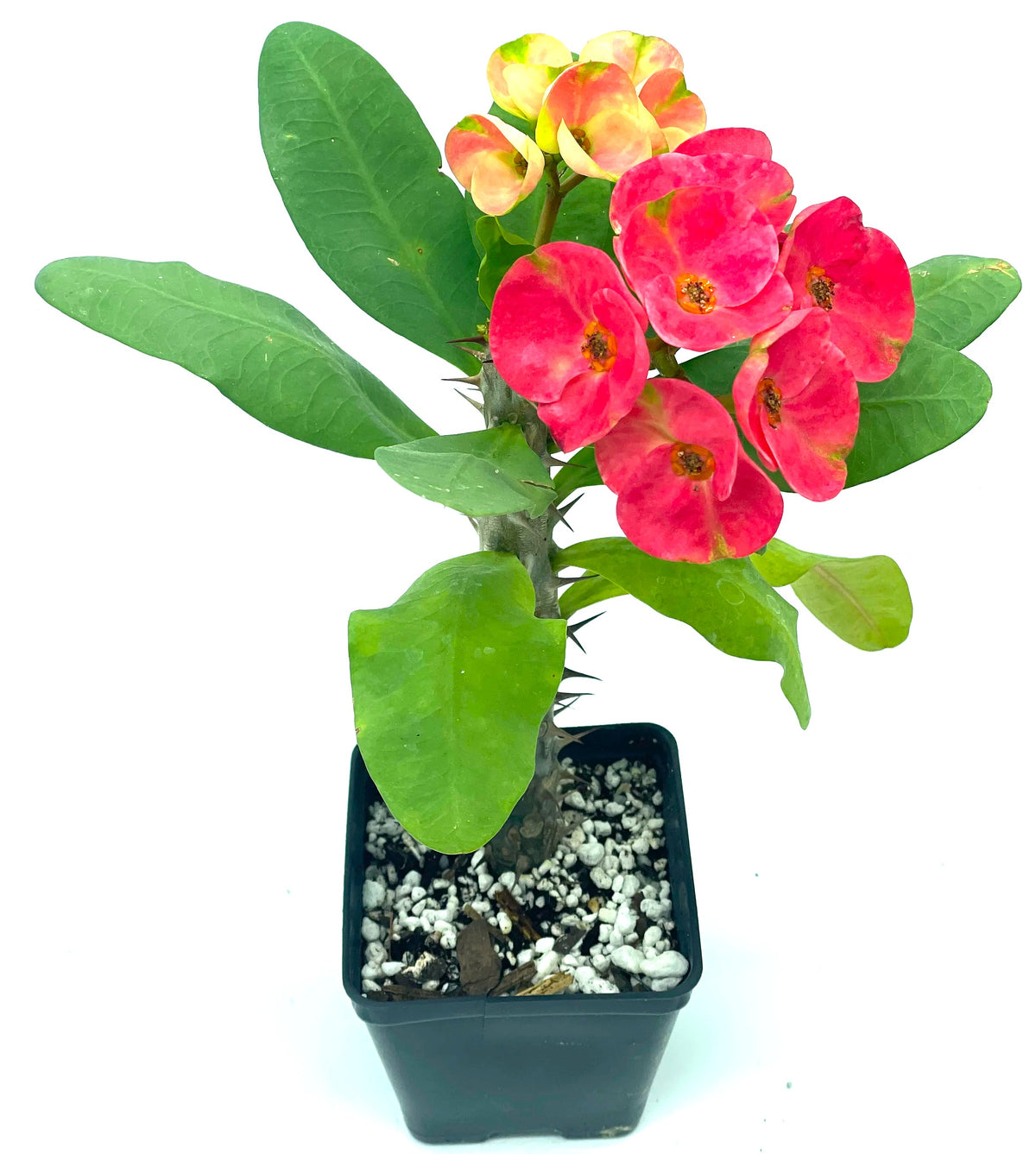Crown Of Thorns Red Millionaire- In 3.5" Pot- Korean Hybrid- Blooms a lot!