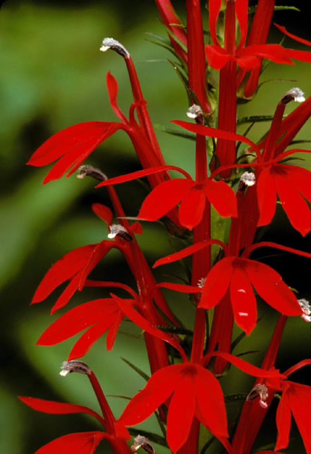 Lobelia, Cardinal Flower Live Plant 3" Starter Pot - Red Lobelia Cardinalis
