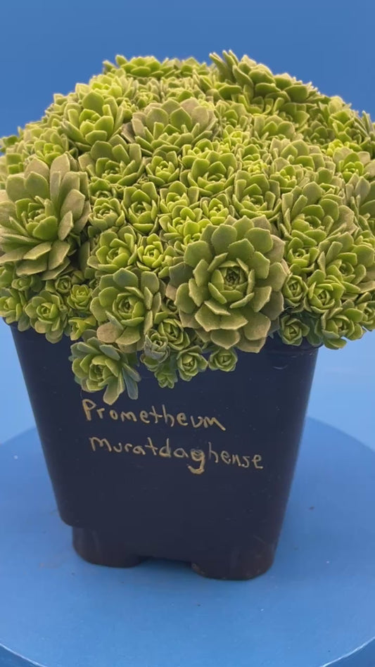 Turkish Stonecrop - RARE - HUGE - Prometheum Muratdaghense - Ships in 3.5” pot