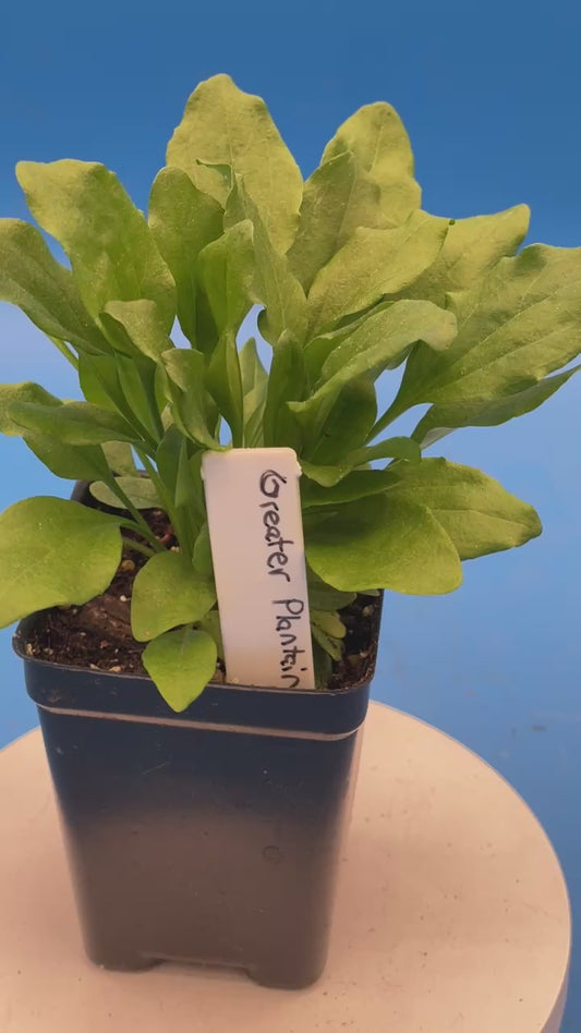 Greater Plantain Starter Plant - Plantago Major  - Useful Plants - No Shipping To California Or Arizona!