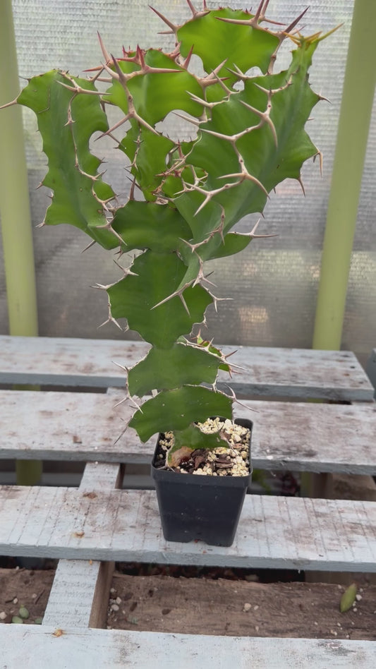 Euphorbia Grandicornis - Cow's Horn Euphorbia - 3.5" Pot - BIG Plants!